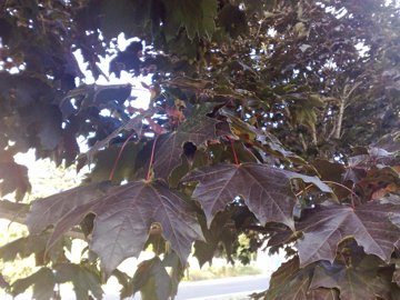 Acer platanoides var. Crimson King